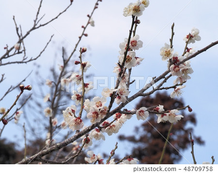 Plum blossom white plum Plum blossom white plum 48709758