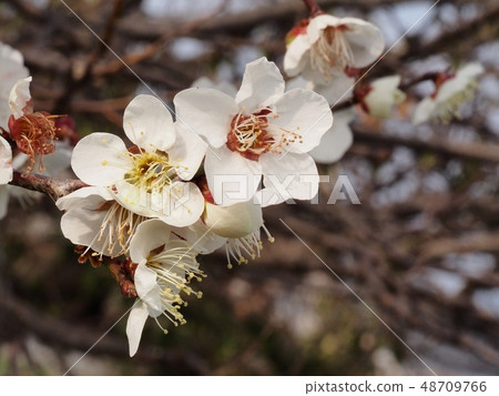 梅花白梅 48709766