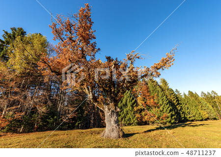 Oak Pines and Larches in autumn - Trentino Italy 48711237