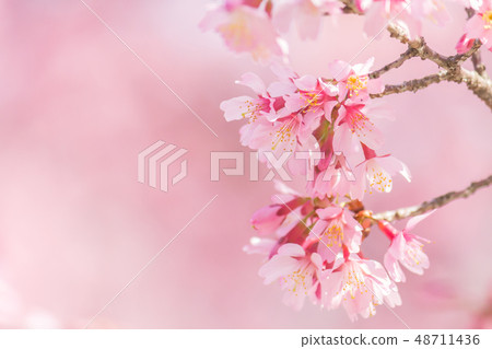 Okamezakura 48711436