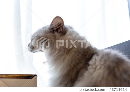 Senior cat 48711614