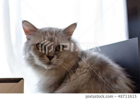 高級貓 48711615
