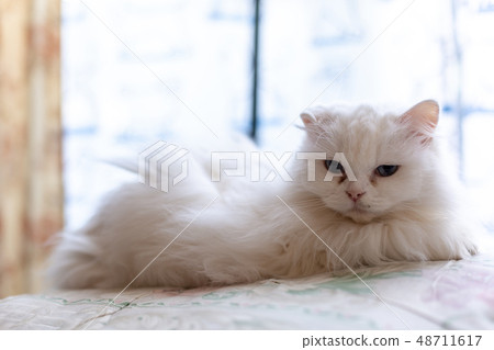 高級貓 高級貓 48711617