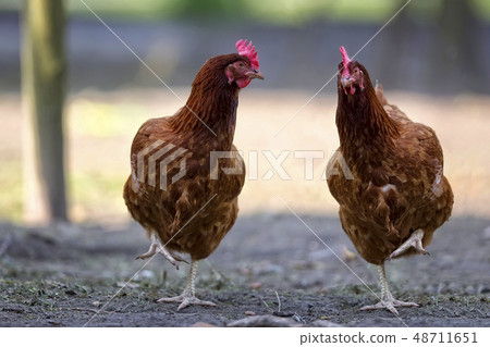 Hens in the meadow Hens in the meadow 48711651