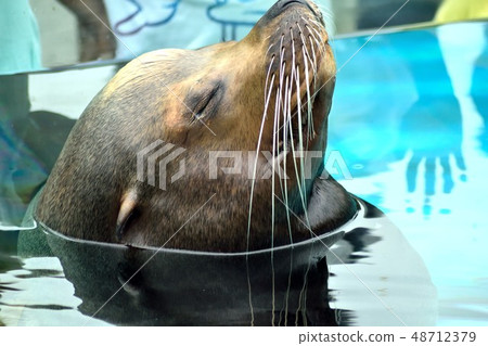 平靜下來加州海獅面朝上 48712379