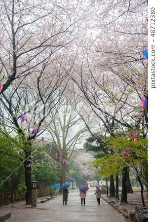 在漫步的女士背後，盛開的大豆吉野櫻花在雨中明日香山公園櫻花觀賞 48712380