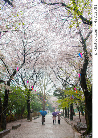 在漫步的女士背後，盛開的大豆吉野櫻花在雨中明日香山公園櫻花觀賞 48712381
