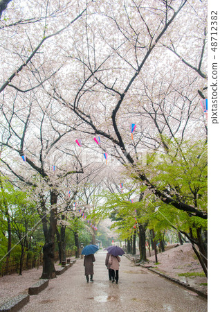 在漫步的女士背後，盛開的大豆吉野櫻花在雨中明日香山公園櫻花觀賞 48712382