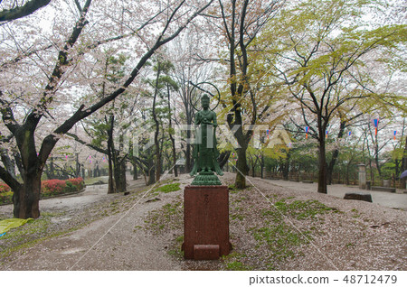 盛開的Somayoshino櫻花在富山飛鳥山公園賞花,石雕,題字 盛開的Somayoshino櫻花在富山飛鳥山公園賞花,石雕,題字 48712479