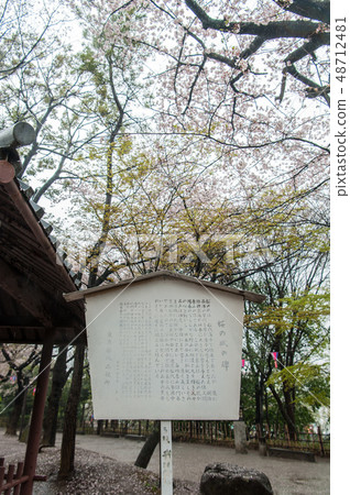 盛開的Somayoshino櫻花在富山飛鳥山公園賞花，石雕，題字 48712481