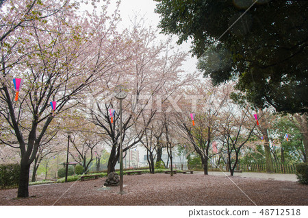 盛開的Tokonoshino櫻花在富山Asukayama公園Hanami，鐘，鐘錶站 48712518