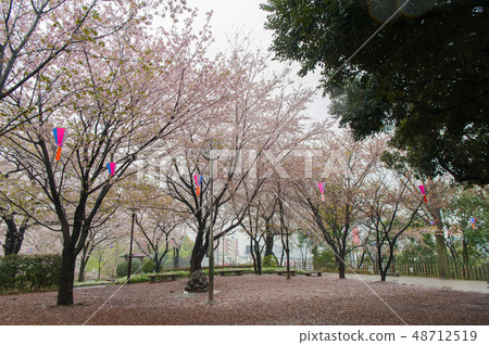 盛開的Tokonoshino櫻花在富山Asukayama公園Hanami，鐘，鐘錶站 48712519