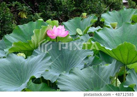 上野Shinobike粉紅蓮花 上野Shinobike粉紅蓮花 48712585