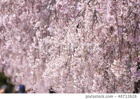Cherry blossoms of Kitakata Japan-China Line Cherry blossoms of Kitakata Japan-China Line 48712626