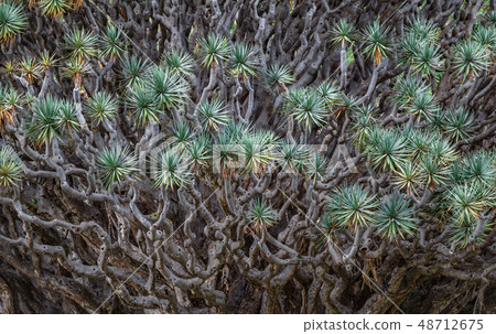 Millennial Dragon Tree mess view of leafs Millennial Dragon Tree mess view of leafs 48712675