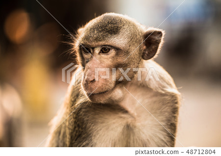 Monkey, Macaque, Looking Up, Animal Head, Mammal Monkey, Macaque, Looking Up, Animal Head, Mammal 48712804