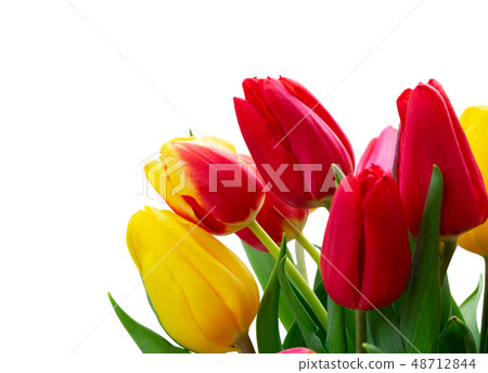 fresh tulips flowers fresh tulips flowers 48712844