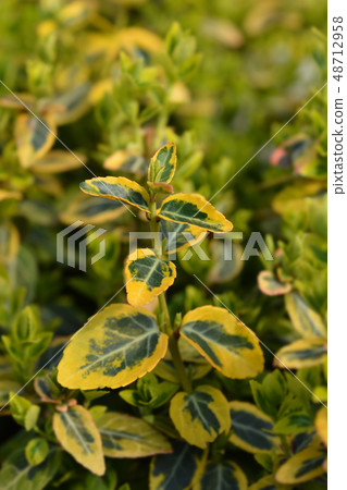Wintercreeper Emerald and Gold Wintercreeper Emerald and Gold 48712958