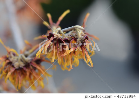 Witch Hazel Diane 48712984