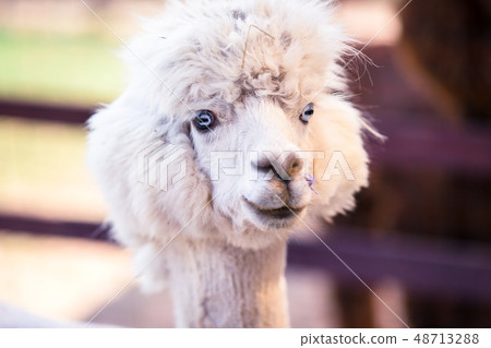 Portrait of a sweet white llama - alpaca 48713288