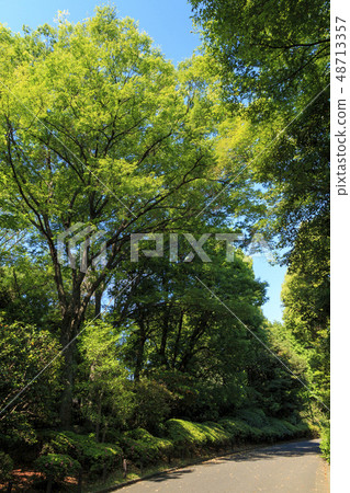 Kitanomaru Park Kitanomaru Park 48713357