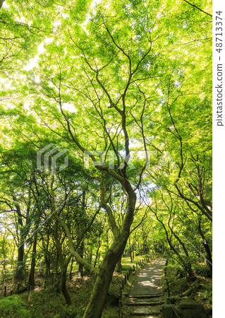 Kitanomaru公園 48713374