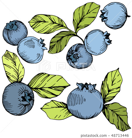 Vector Blueberry green and blue engraved ink art. Berries and green leaves. Isolated blueberry Vector Blueberry green and blue engraved ink art. Berries and green leaves. Isolated blueberry 48713446