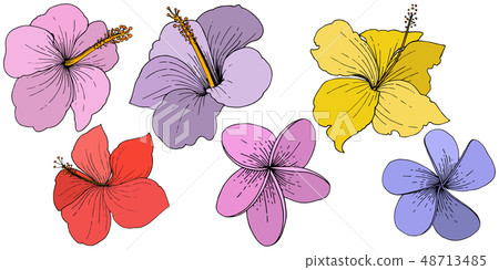 Vector Hibiscus floral tropical flowers. Engraved ink art. Isolated hibiscus illustration element on Vector Hibiscus floral tropical flowers. Engraved ink art. Isolated hibiscus illustration element on 48713485