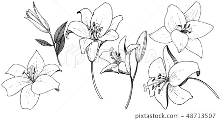 Vector Lily floral botanical flower. Black and white engraved ink art. Isolated lilies illustration Vector Lily floral botanical flower. Black and white engraved ink art. Isolated lilies illustration 48713507