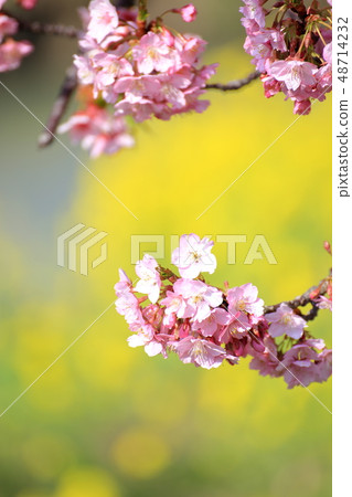 Spring Romantic Boso · Kawanamachi Yoritomo Cherry (Kawazu Sakura) and Rape Blossom 48714232