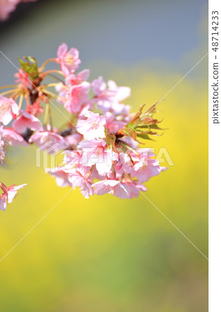 Spring Romantic Boso · Kawanamachi Yoritomo Cherry (Kawazu Sakura) and Rape Blossom 48714233