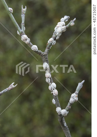 Scales of parasitism on the branches of dogwood 48715007