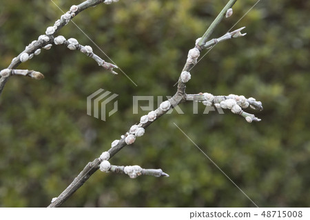 Scales of parasitism on the branches of dogwood 48715008