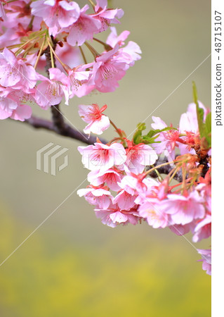Boso in the spring summer · Boso in the spring summer · Sawanamachi blooming Yoritomi Sakura (Kawazu Sakura) Saorancho Yoritomo cherry tree (Kawazu Sakura) and Rape blossoms 48715107