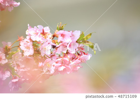 Spring Romantic Boso · Konanamachi Yoritomo Cherry Blossoms (Kawazu Sakura) 48715109