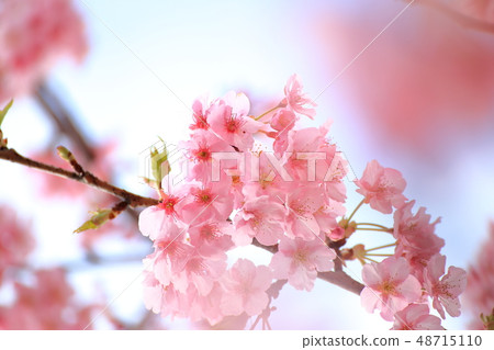 Spring Romantic Boso · Konanamachi Yoritomo Cherry Blossoms (Kawazu Sakura) 48715110