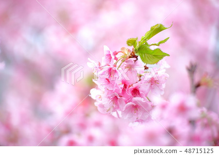 Spring Romantic Boso · Konanamachi Yoritomo Cherry Blossoms (Kawazu Sakura) 48715125