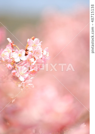 春天浪漫的Boso·Konanamachi Yoritomo櫻花（Kawazu Sakura） 48715138