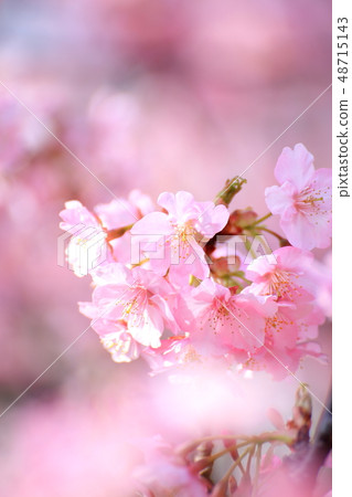 Spring Romantic Boso · Konanamachi Yoritomo Cherry Blossoms (Kawazu Sakura) 48715143