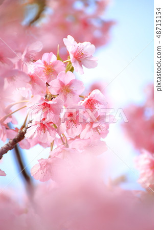 Boso, Konnami-cho, spring summer Blooming cherry tree Yoritomo (Kawazu Sakura) against the background of the blue sky 48715154