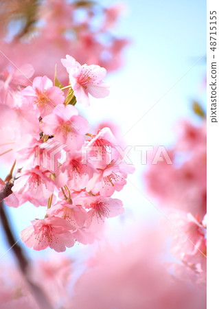 Boso, Konnami-cho, spring summer Blooming cherry tree Yoritomo (Kawazu Sakura) against the background of the blue sky 48715155