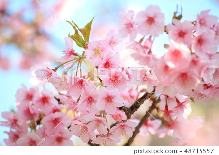 Boso, Konnami-cho, spring summer Blooming cherry tree Yoritomo (Kawazu Sakura) against the background of the blue sky 48715557