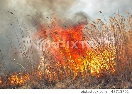Big flames on field during fire. Accidental Big flames on field during fire. Accidental 48715791