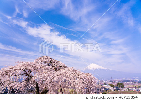 （靜岡縣）Sogetsuji的Buddy Cherry Blossoms Fuji 48715854
