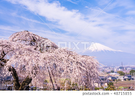 （靜岡縣）Sogetsuji的Buddy Cherry Blossoms Fuji 48715855