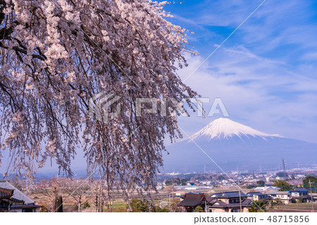 （靜岡縣）Sogetsuji的Buddy Cherry Blossoms Fuji 48715856