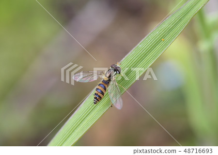 北姬食蚜蠅 北姬食蚜蠅 48716693