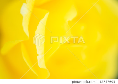 玫瑰 玫瑰 48717693