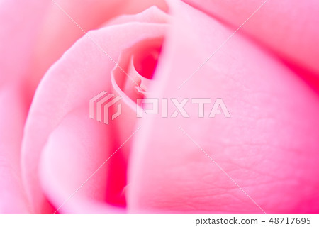 玫瑰 玫瑰 48717695