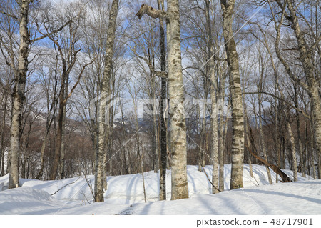 早春的山毛櫸森林 - 癒合森林福島縣多田町町 早春的山毛櫸森林 - 癒合森林福島縣多田町町 48717901